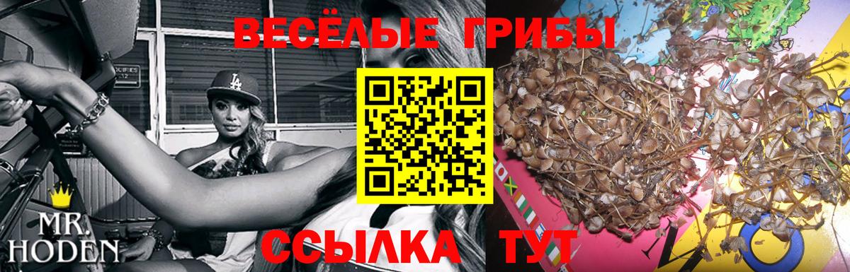 Галлюциногенные грибы Psilocybine cubensis Тайшет
